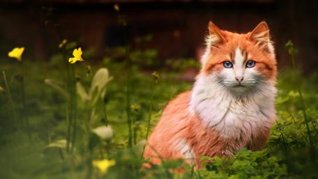 Enchanting Orange Cat Amongst Flowers wallpaper