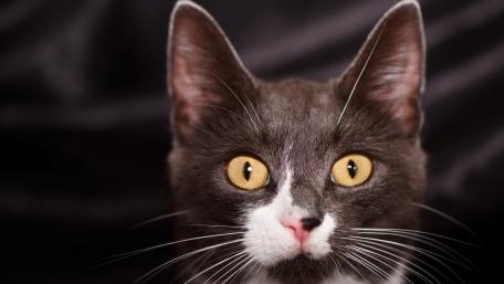 Charming Cat with Striking Yellow Eyes wallpaper