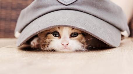 Cute Cat Under a Cap wallpaper