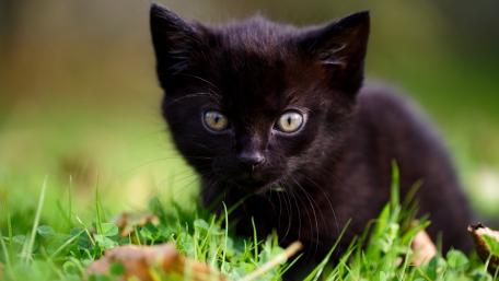 Charming Black Kitten in Nature wallpaper