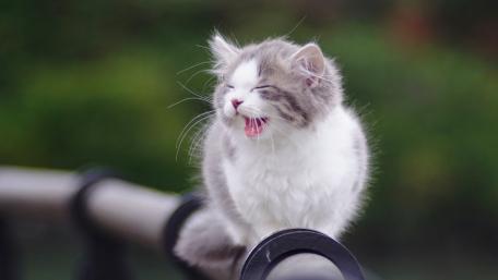 Playful Gray and White Kitten in Nature wallpaper