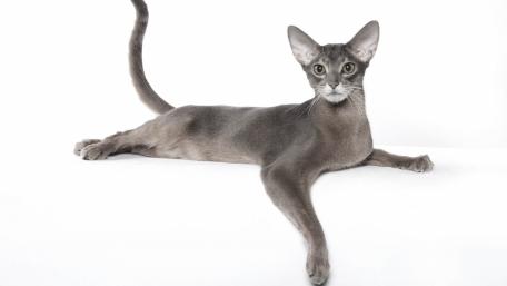 Elegant Gray Cat Relaxing on White Surface wallpaper