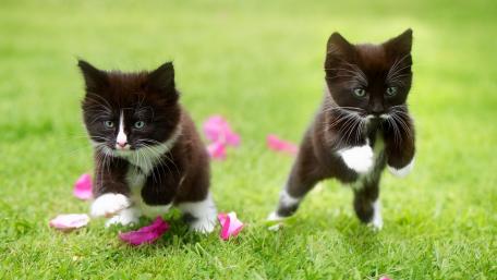 Playful Kittens Among Blossoms wallpaper