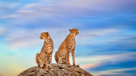 Majestic Cheetahs on a Sunrise Rock Formation wallpaper
