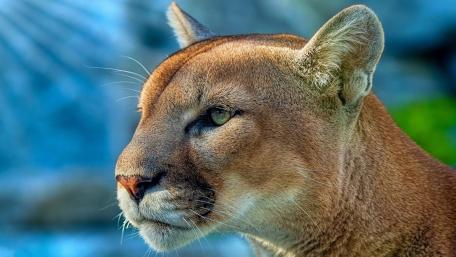Cougar wallpaper