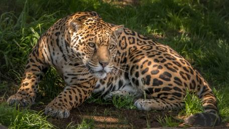 Majestic Leopard Relaxing in the Grass wallpaper
