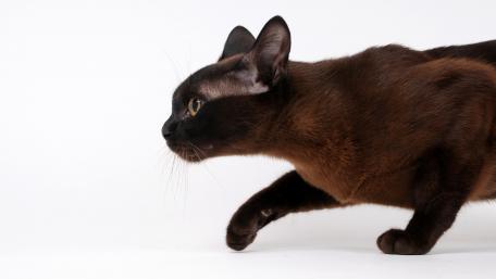 Elegant Siamese Cat in Motion Wallpaper wallpaper