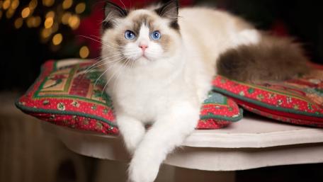 Charming Ragdoll Cat by Christmas Decorated Pillows wallpaper
