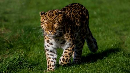 Majestic Leopard on the Move wallpaper