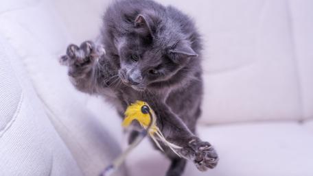 Playful Gray Cat Chasing a Colorful Toy wallpaper