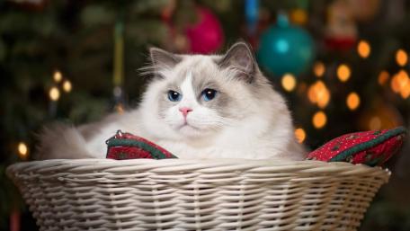 Charming Cat in a Cozy Basket wallpaper