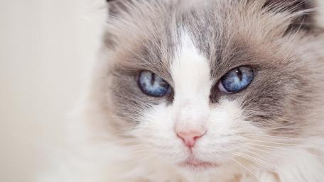 Majestic Blue-Eyed Cat Wallpaper wallpaper