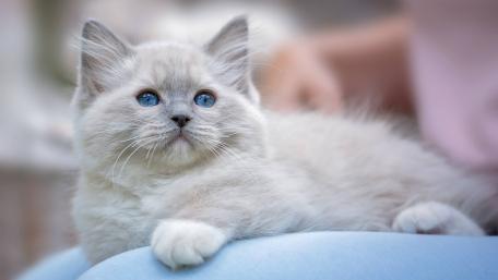 Adorable Fluffy Kitten with Striking Blue Eyes wallpaper