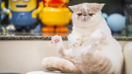 Adorable Cat with Playful Expression and Unique Colors wallpaper