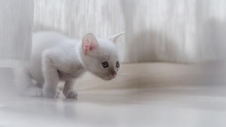 Innocent White Kitten Peeking Under Curtains wallpaper