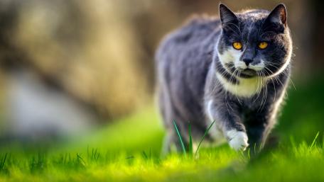 Graceful Cat in a Lush Green Setting wallpaper