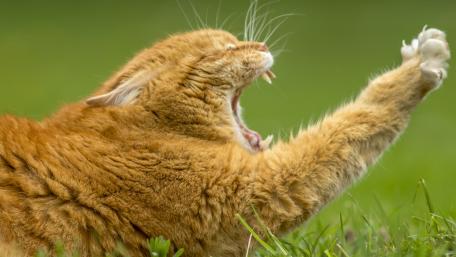 Majestic Yawning Cat in Nature wallpaper