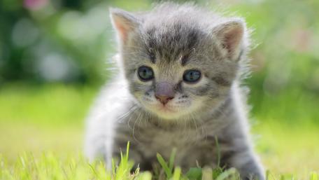 Adorable Kitten Exploring the World Outside wallpaper