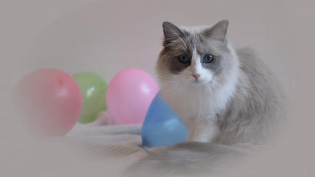 Playful Cat Surrounded by Colorful Balloons wallpaper