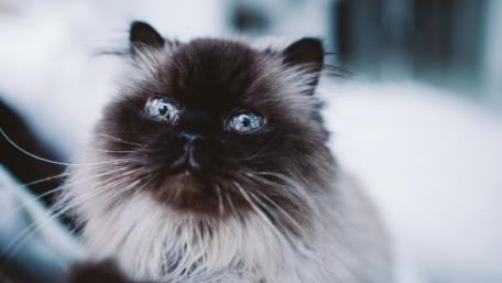 Fluffy Feline Gaze Captured in a Moment of Curiosity wallpaper