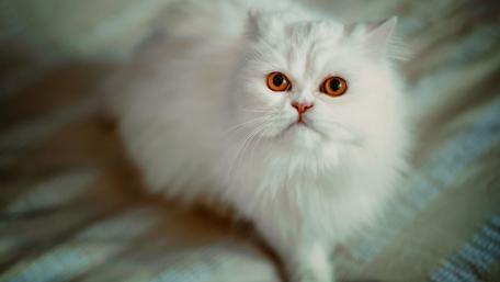 Fluffy White Cat with Striking Orange Eyes wallpaper