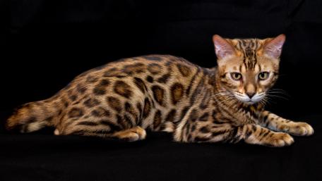 Exotic Bengal Cat with Striking Coat Patterns wallpaper