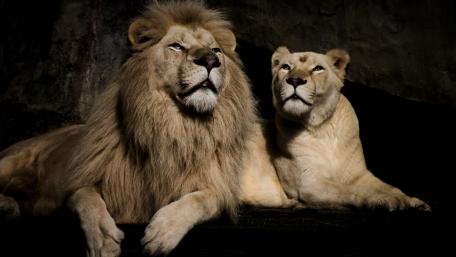 Majestic Lions in Serene Harmony wallpaper