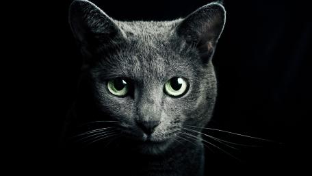 Mysterious Elegance of a Grey Cat wallpaper