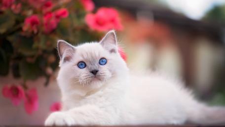 Adorable Blue-Eyed Kitten Among Flowers wallpaper