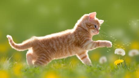 Playful Kitten in a Flower Field wallpaper