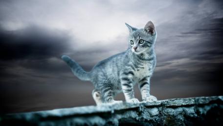 Graceful Gray Kitten on the Edge of Adventure wallpaper