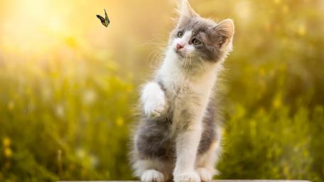 Playful Kitten Chasing a Butterfly wallpaper
