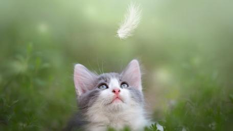 Curious Cat Gazing at Feathers wallpaper