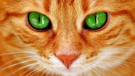 Vibrant Ginger Cat with Striking Green Eyes wallpaper