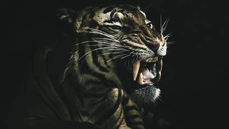 Majestic Tiger Roaring in Shadows wallpaper