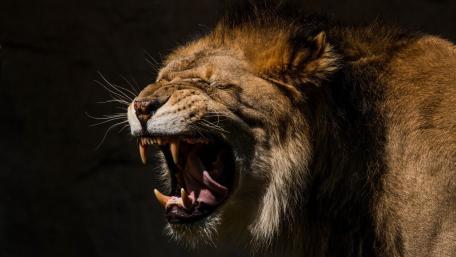 Majestic Roar of the King of the Jungle wallpaper