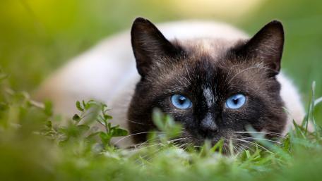 Elegant Siamese Cat in Lush Greenery wallpaper
