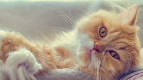 Lazy Orange Cat Relaxing on a Soft Surface wallpaper