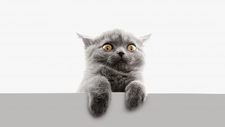 Curious Gray Cat Peeking Over a Surface wallpaper