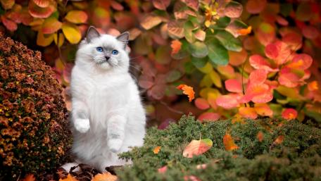 Charming Cat Among Autumn Leaves wallpaper