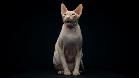 Unique Sphynx Cat Striking a Pose wallpaper