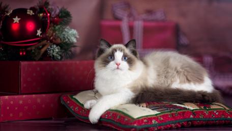 Festive Cat on Holiday Pillow wallpaper