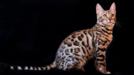Elegant Spotted Cat in Stunning Pose wallpaper