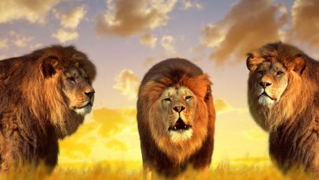Majestic Lions in the Golden Hour wallpaper