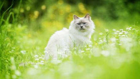 Majestic White Cat in Lush Greenery wallpaper