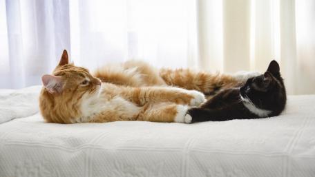 Cozy Companionship of Cats in Sunlight wallpaper