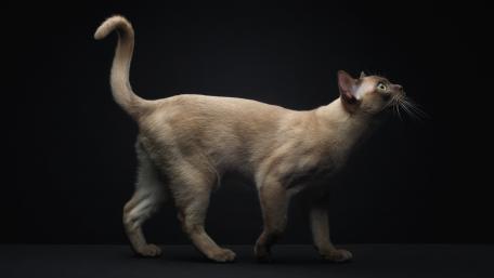 Graceful Cat in Shadowed Elegance wallpaper