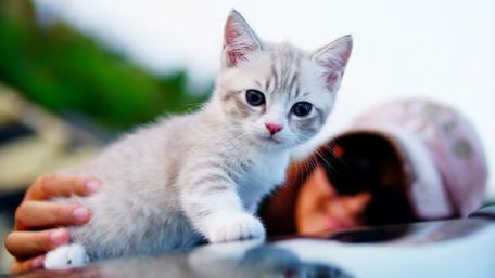 Adorable Kitten Making Friends with a Human Companion wallpaper