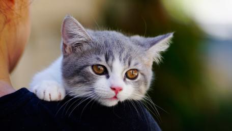 Adorable Kitten Relaxing on Shoulder wallpaper