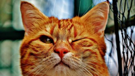 Charming Ginger Cat with a Playful Wink wallpaper
